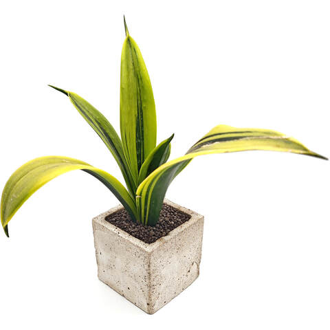 Суккуклент Сансевиерия Голд Флейм фото 2