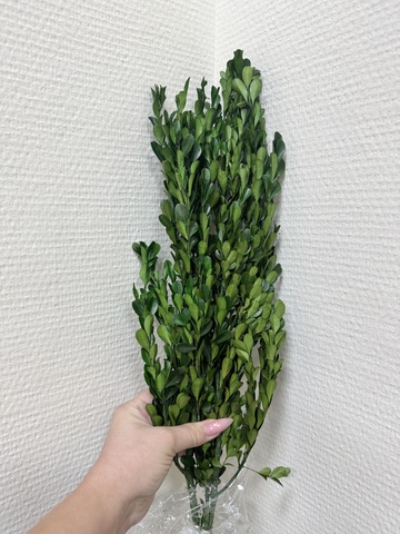 Самшит стабилизированный Зеленый сочный