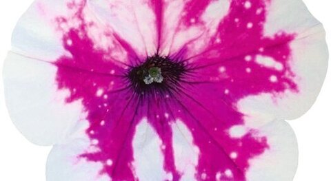 32477 Петуния ALPETUNIA PURPLE WHITE SKY (ВЕСНА 2025)