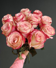 11 роз сорта Палома