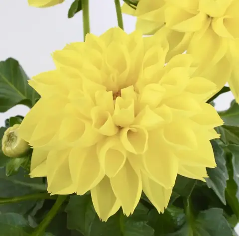 1789 Георгин LABELLA MEDIO YELLOW