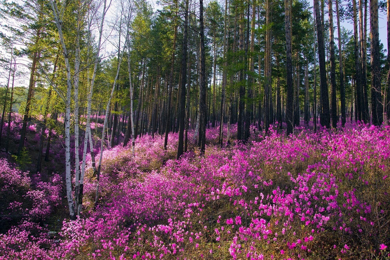 Тип растительности в тайге. Рододендрон Даурский багульник. Рододендрон Даурский Забайкалье. Рододендрон Амурский (багульник. Багульник Забайкальский.