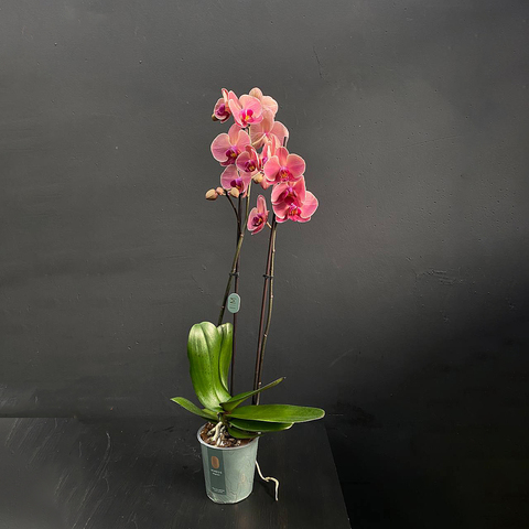 Орхидея Фаленопсис