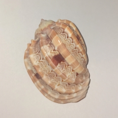 Ракушка харпа кабрити (harpa cabriti), 7см