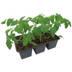 Томат в кассете 6 ячеек