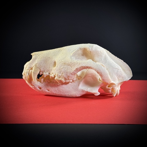 Череп собаки