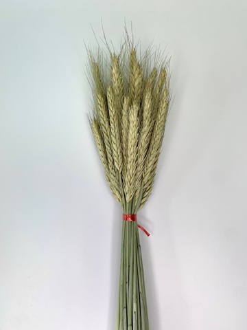 Предложения со словосочетанием «колоски пшеницы»