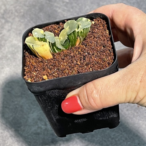 Хавортия Трунката  Вариегата d7.5