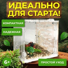 муравьиная ферма
