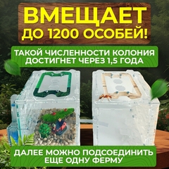 муравьиная ферма