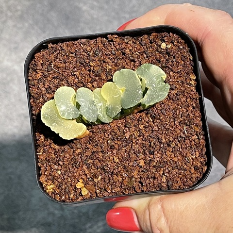 Хавортия Трунката  Вариегата d7.5