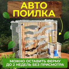 муравьиная ферма