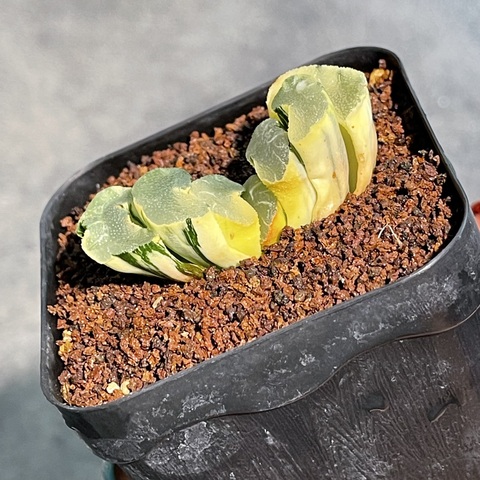 Хавортия Трунката  Вариегата d7.5