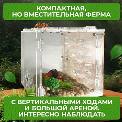муравьиная ферма