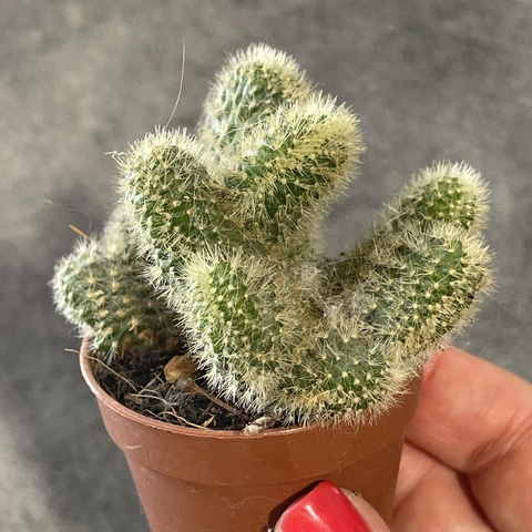 Хилдевинтера Ауреспина Кристата d5