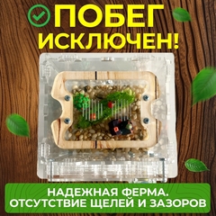 муравьиная ферма