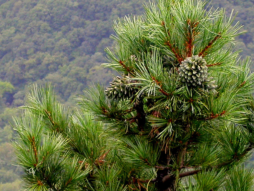 Pinus koraiensis