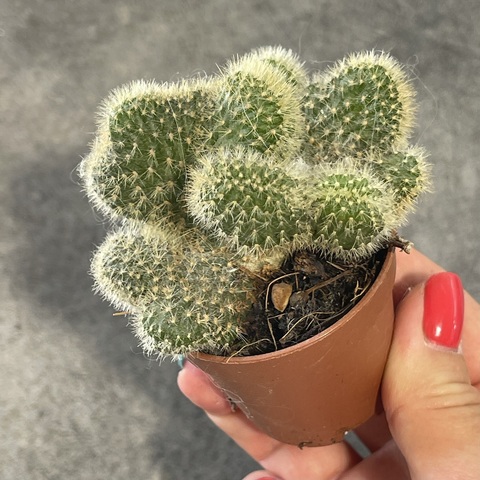 Хилдевинтера Ауреспина Кристата d5