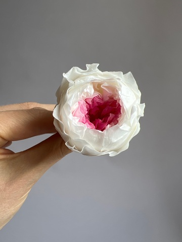 Роза пиновидная бело-розовая d=4-5 см (упак 8 шт)