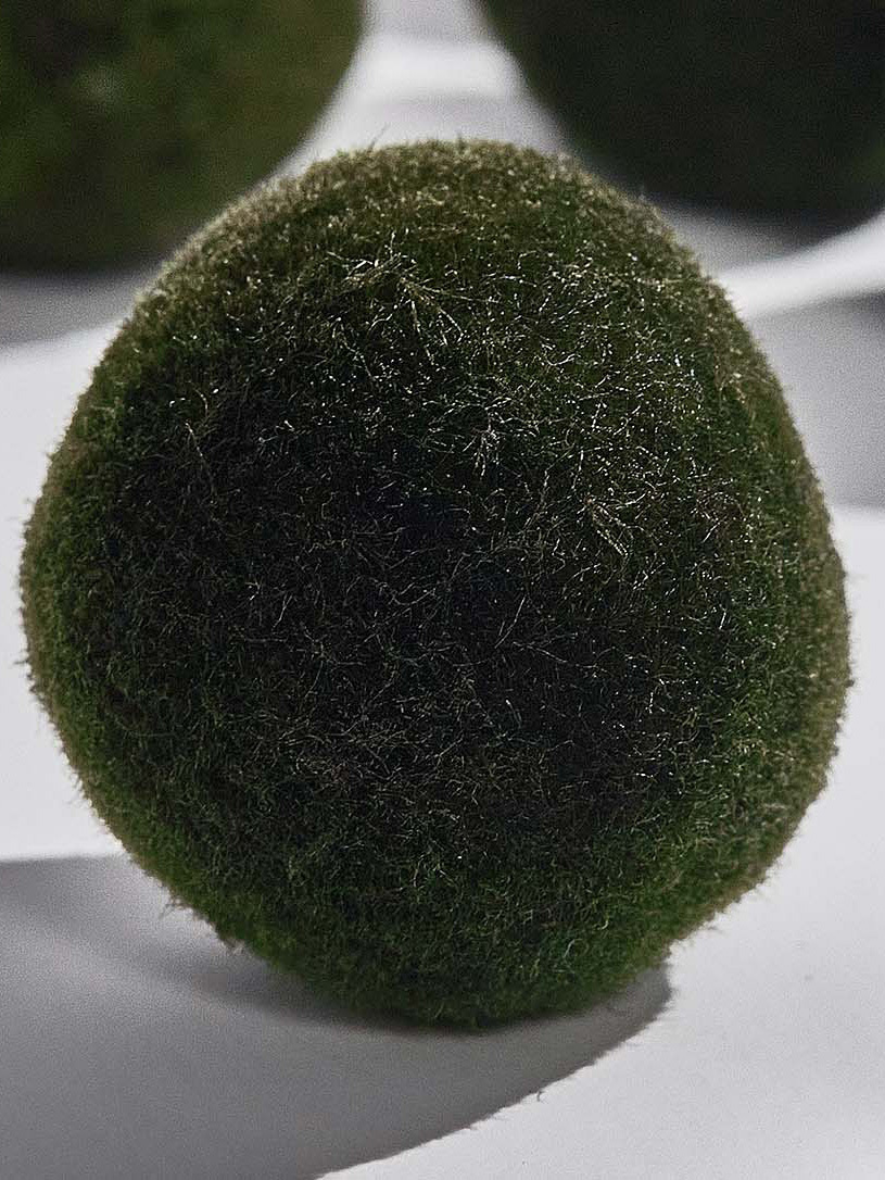 Moss ball pet в бутылке / мини аквариум HEIS. Флорариумы и экосистемы