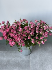 Кустовая роза в розовом оттенке