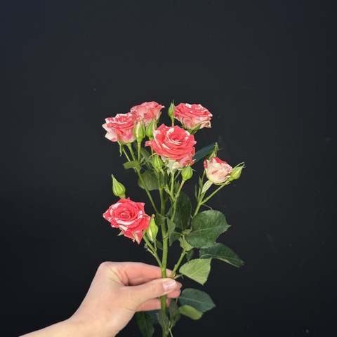 Роза кустовая fireworks / 1 шт