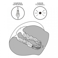Двойной мастурбатор Streetgirl's в виде попы и вагины темный № 12