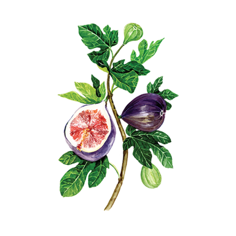 Сироп Инжир ProffSyrup