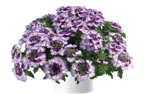 1555 Вербена VANESSA COMPACT BICOLOR PURPLE