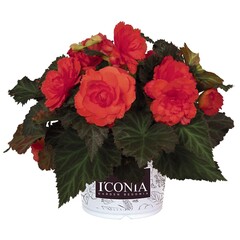 1214 Бегония ICONIA PORTOFINO CORAL (ВЕСНА 2025)