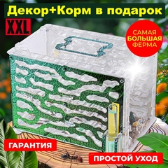 Формикарий XXL 
