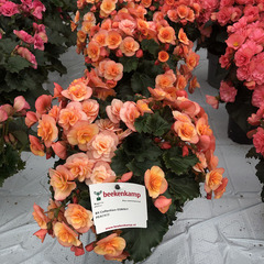 1205 Бегония BK COLLECTION ESMAY PEACH (ВЕСНА 2025)