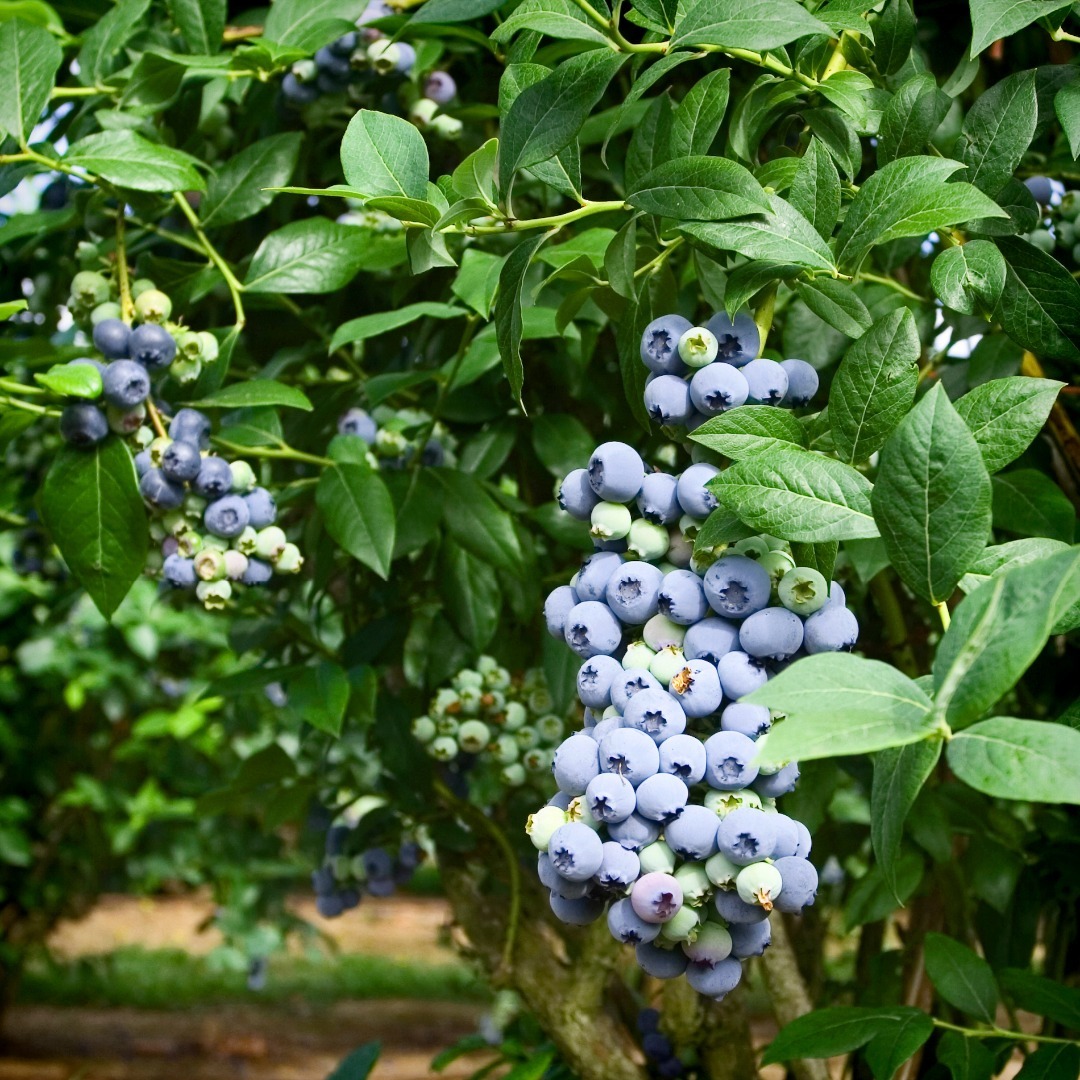 Голубика  Нортланд vaccinium corymbosum Nortland