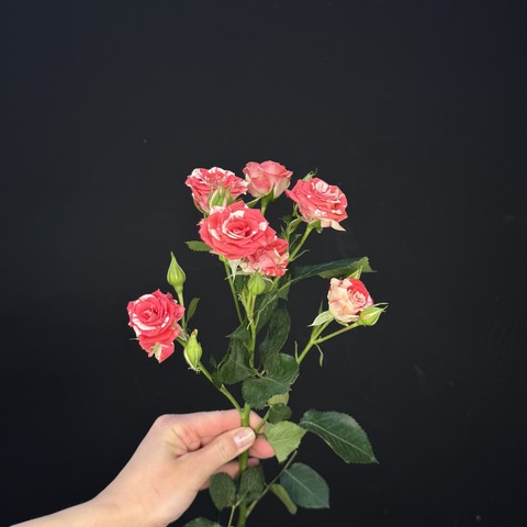 Роза кустовая fireworks / 1 шт