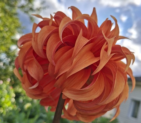 Георгин Блюмквист Джин (Bloomquist Jian)