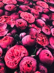 Кулирка с лайкрой Пион ш.180см пл.180г/м компакт Пенье