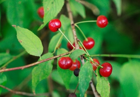 Вишня пенсильванская