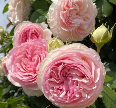 Роза плетистая Пьер де Ронсард