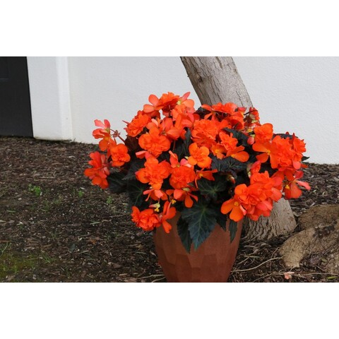 1215 Бегония ICONIA PORTOFINO ORANGE (ВЕСНА 2025)