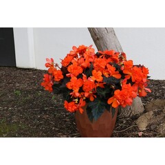 1215 Бегония ICONIA PORTOFINO ORANGE (ВЕСНА 2025)