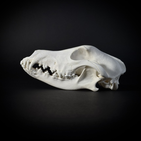 Череп собаки