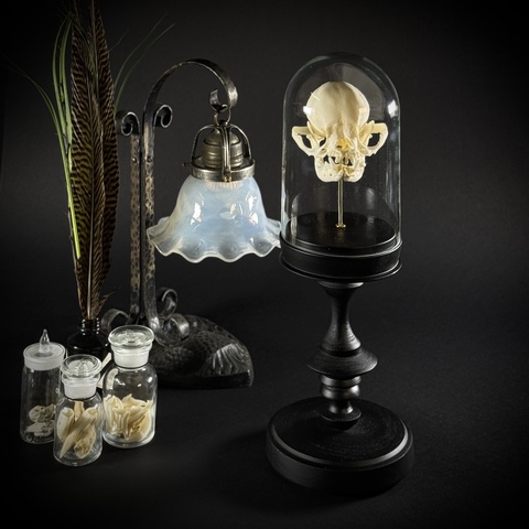 Череп собаки в клоше