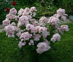 Буке Парфе (Bouquet Parfait)