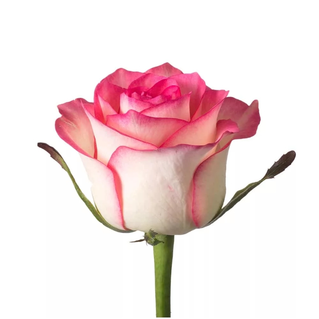 Купить розы поштучно недорого. Сорт розы Джумилия.