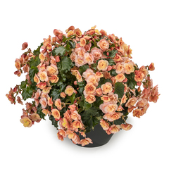 1205 Бегония BK COLLECTION ESMAY PEACH (ВЕСНА 2025)