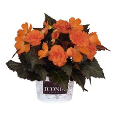 1215 Бегония ICONIA PORTOFINO ORANGE (ВЕСНА 2025)