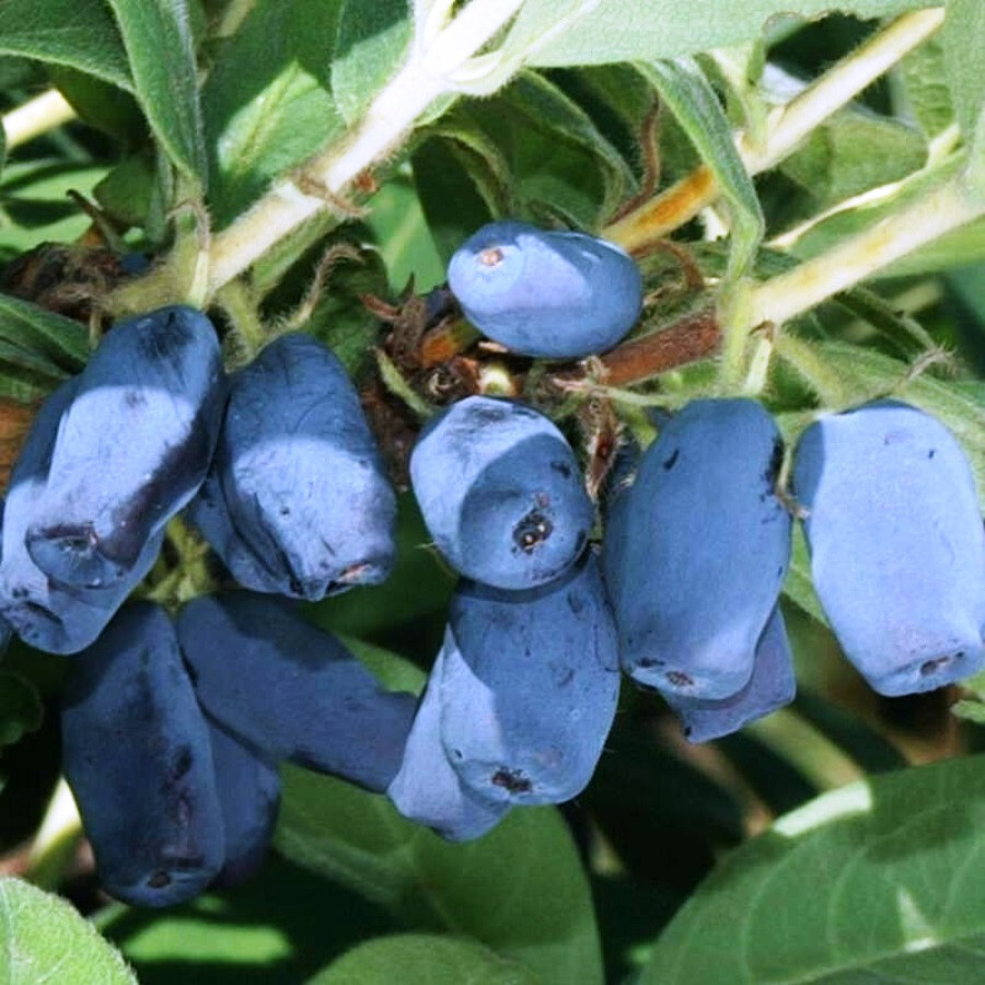 Кустарник с синими продолговатыми ягодами название и фото
