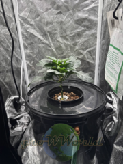 Гидропонная система Aqua Pot XL
