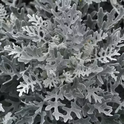 S10703 Цинерария MARITIMA SILVERDUST 1000 шт.