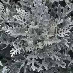 S10703 Цинерария MARITIMA SILVERDUST 1000 шт.